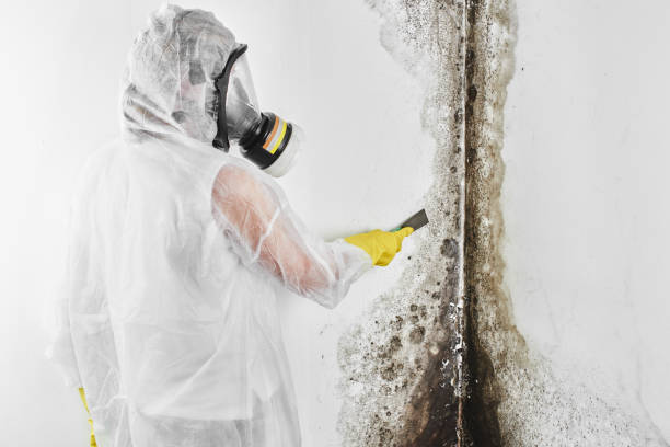 Best Toxic Mold Removal  in Smyrna, TN