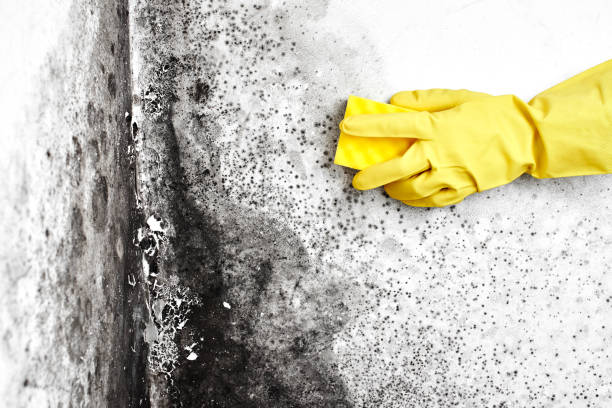 Best Commercial Mold Removal  in Smyrna, TN