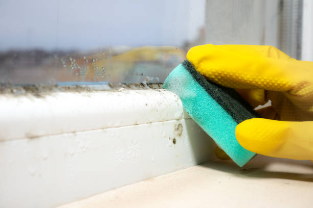 Best Mold Damage Repair  in Smyrna, TN