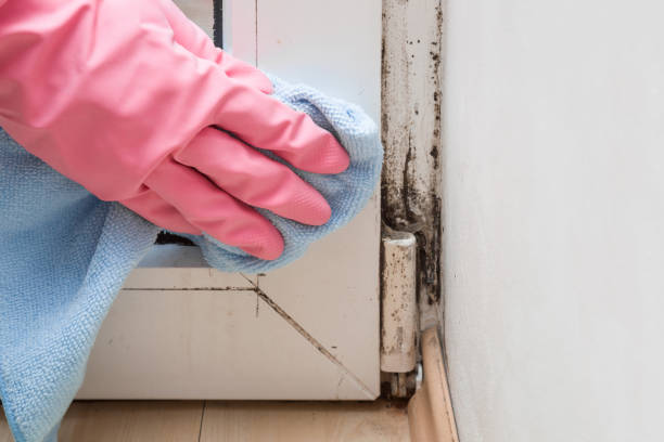 Best Certified Mold Removal  in Smyrna, TN