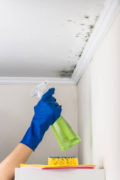 Mold Testing and Removal in Smyrna, TN